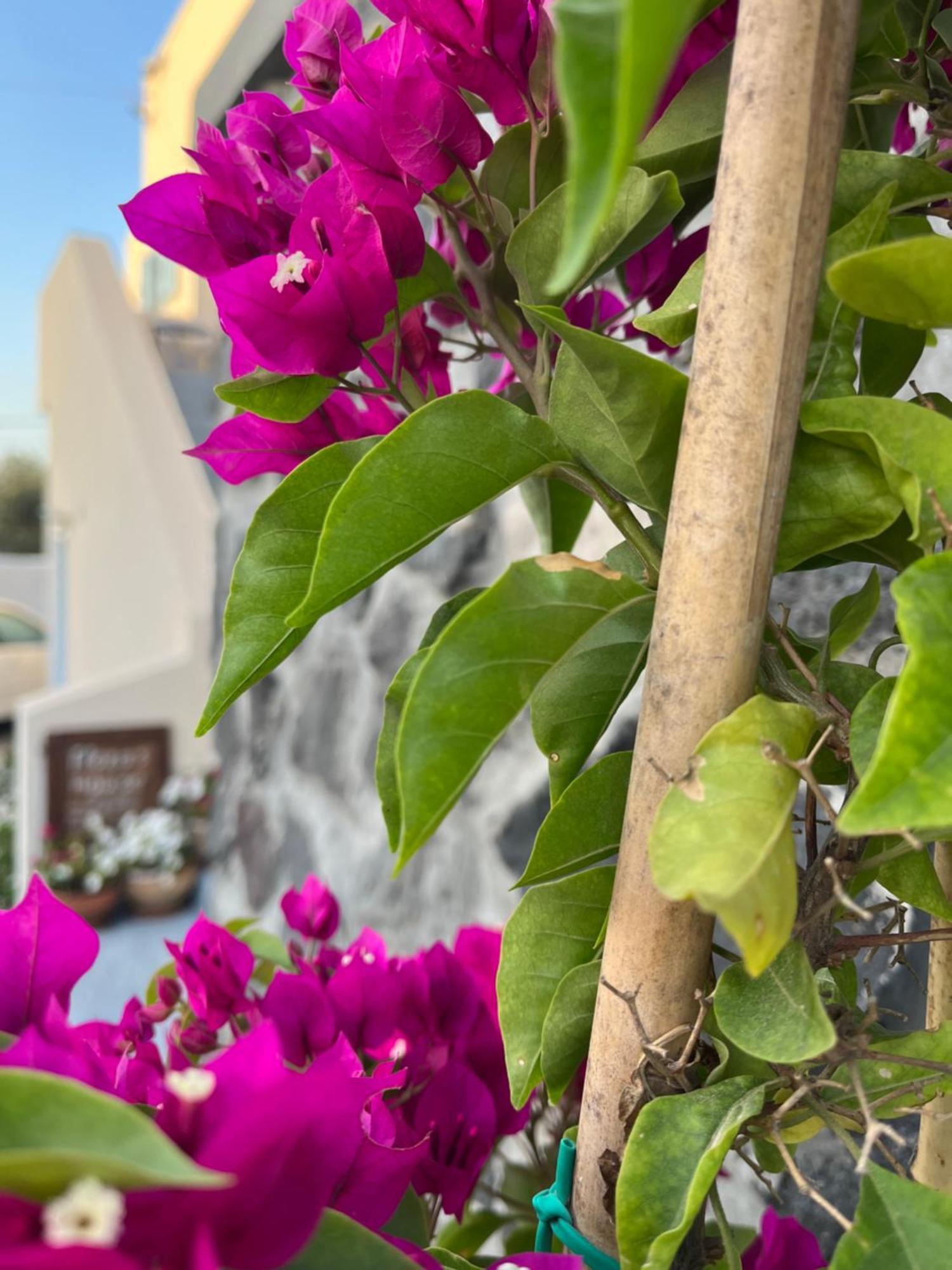 Flora'S House & Cave Winery Βίλα Πύργος Εξωτερικό φωτογραφία